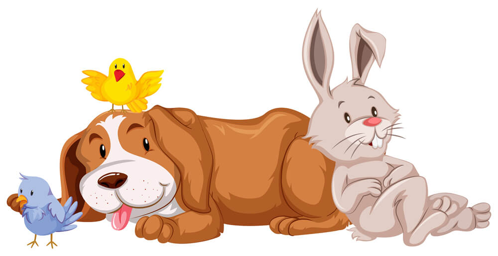 KÖPEK İLE TAVŞAN HİKAYESİ