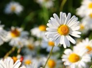 POLYANNA’NIN MUTLULUK SIRLARI
