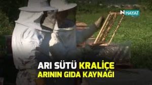 Arı sütü mucizesi