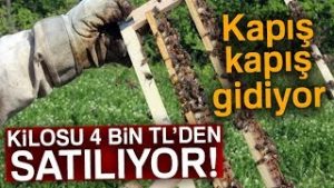 Kilosu 4 Bin Liradan Satılan Arı Sütünün Hasadı Başladı