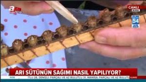 Şifa kaynağı ARI SÜTÜ sağımı nasıl yapılıyor? Faydaları nelerdir? Canlı yayında A Haber’de